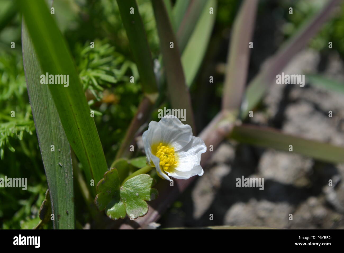 Ranunculus peltatus, avec la feuille d'eau, une dans le sud de l'Angleterre crowfoot sunshine Banque D'Images