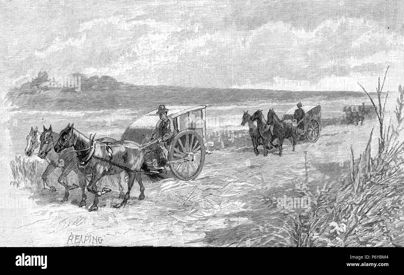 Gravure d'un agriculteurs récoltant leurs céréales en Australie, vers 1880. À partir de l'Atlas pittoresque d'Australasie Vol 2, 1886 Banque D'Images