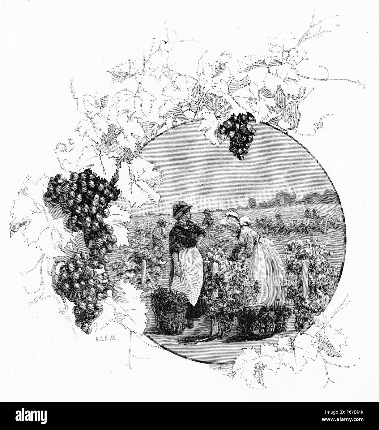 Gravure de raisins de la récolte des travailleurs dans un vignoble à Victoria, en Australie. À partir de l'Atlas pittoresque d'Australasie Vol 2, 1886 Banque D'Images