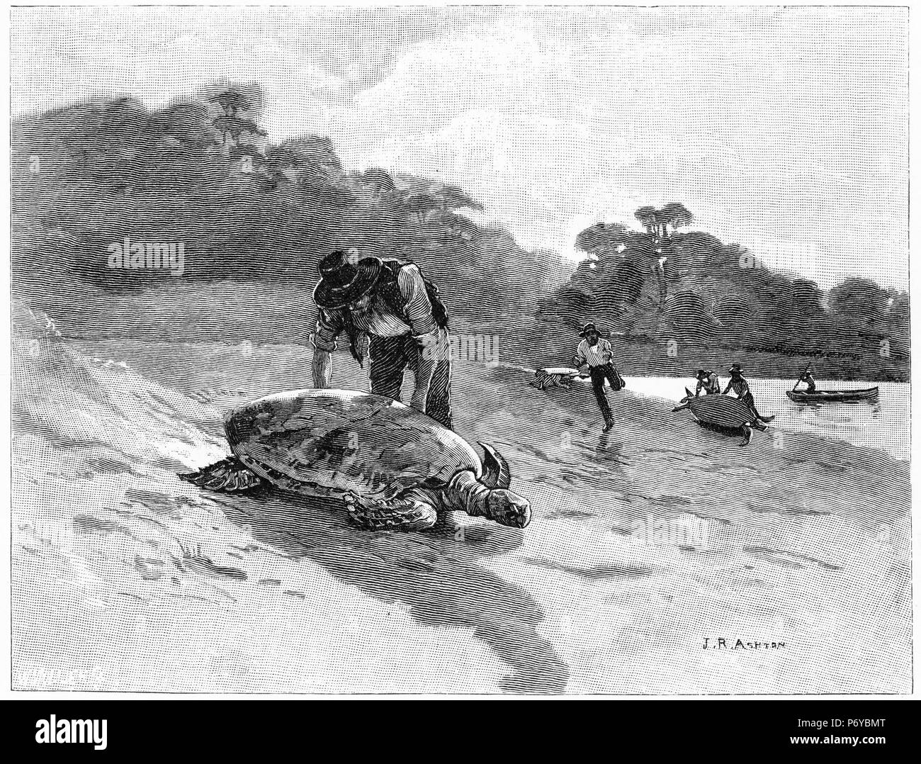 Gravure d'hommes la capture des tortues marines quand ils viennent à terre sur les plages nord du Queensland, l'Australie, l'EIGCF 1880. À partir de l'Atlas pittoresque d'Australasie Vol 3, 1886 Banque D'Images