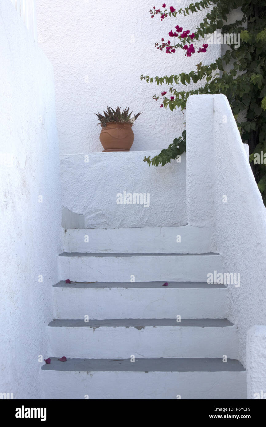 L'escalier menant à une maison à Mirties, Kalymnos, Grèce. Rhododendron plante et plante en pot. Banque D'Images