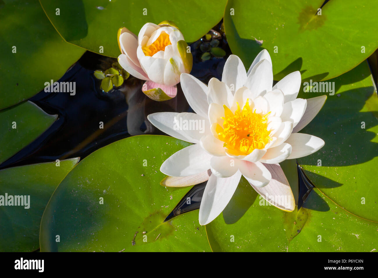 Belle Fleur De Lotus Ou Nénuphar Dans Létang Belle Fleur