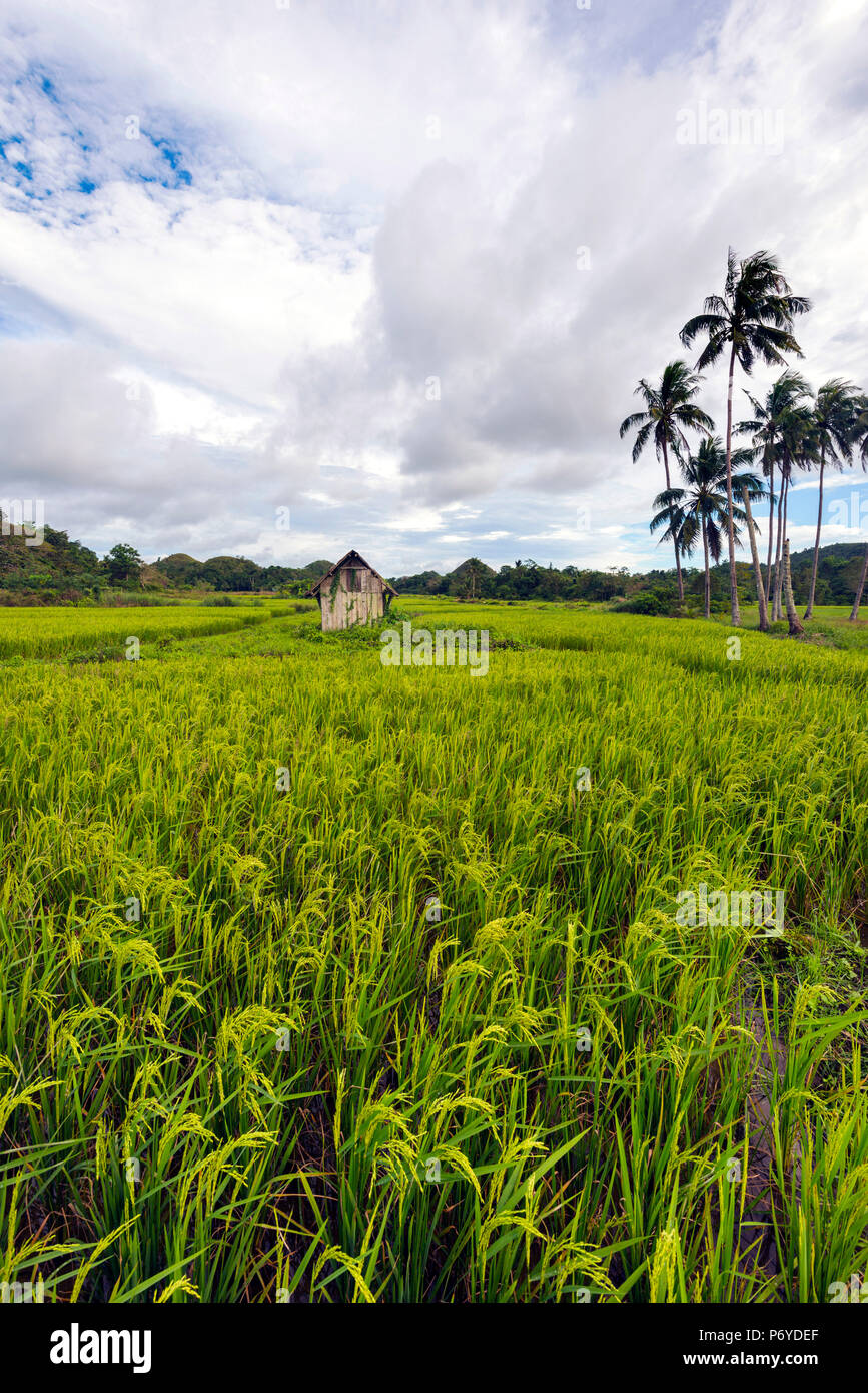 L'Asie, l'Asie du Sud, Philippines, Central Visayas, Bohol, Carmen Banque D'Images