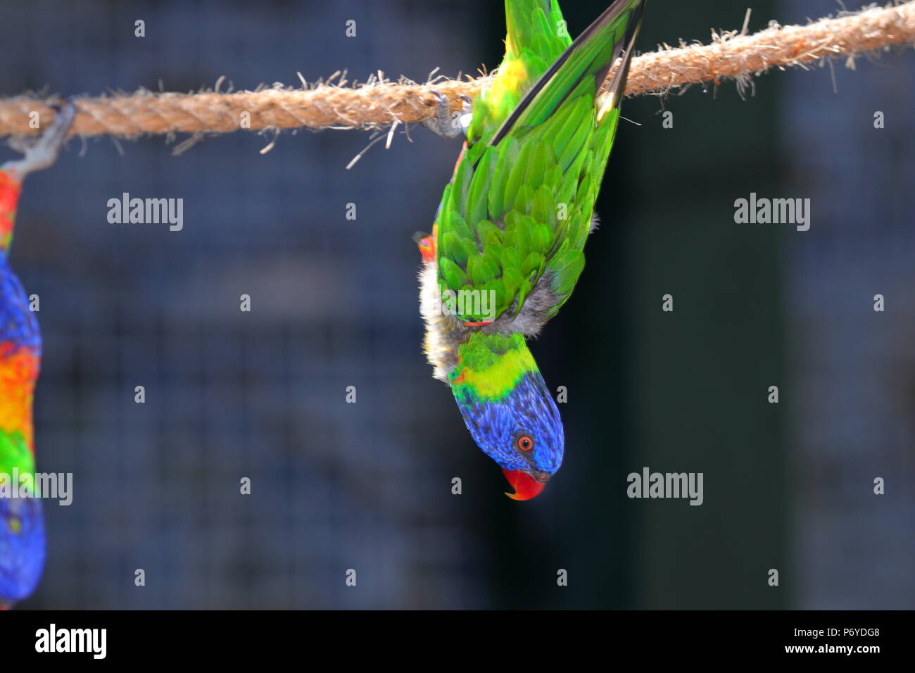 Un arc-en-ciel Lorikeet qui est l'une des attractions touristiques de Paradise Park où les visiteurs peuvent nourrir ces oiseaux colorés de leurs mains . Banque D'Images