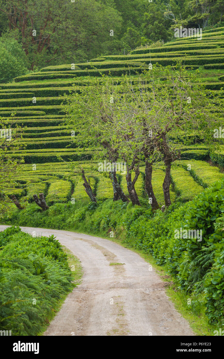 Le Portugal, Azores, Sao Miguel, l'île de Gorreana la dernière plantation de thé en Europe Banque D'Images