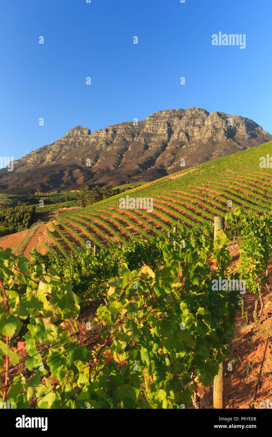 L'Afrique du Sud, Western Cape, Stellenbosch, Tokara Wine Estate Banque D'Images