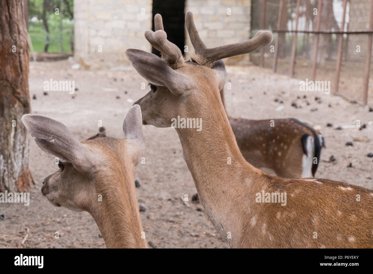 Petits et adultes les cerfs sont à côté Banque D'Images