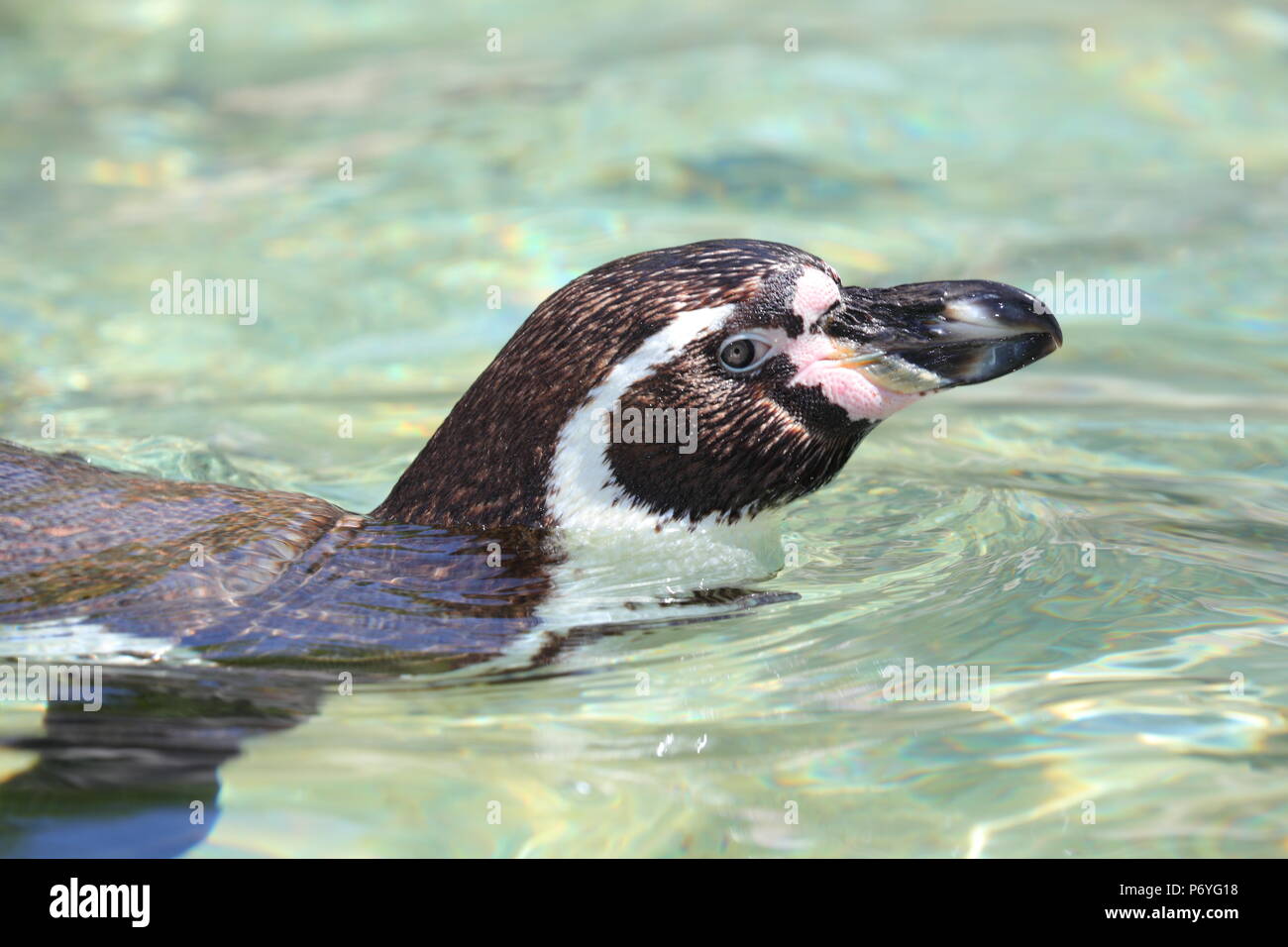 Le Humboldt Penguin au Paradise Park à Hayle Cornwall , Banque D'Images
