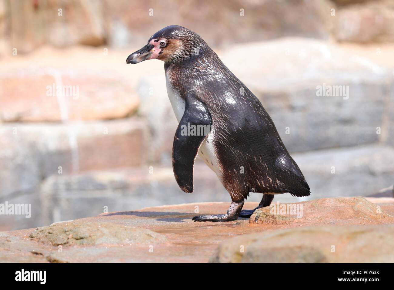 Le Humboldt Penguin au Paradise Park à Hayle Cornwall , Banque D'Images