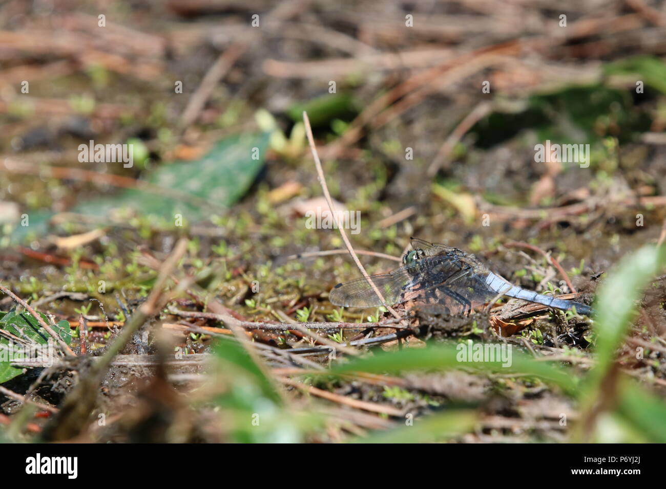 Libellule, (Anisoptera), nord-ouest de l'Angleterre, Royaume-Uni Banque D'Images