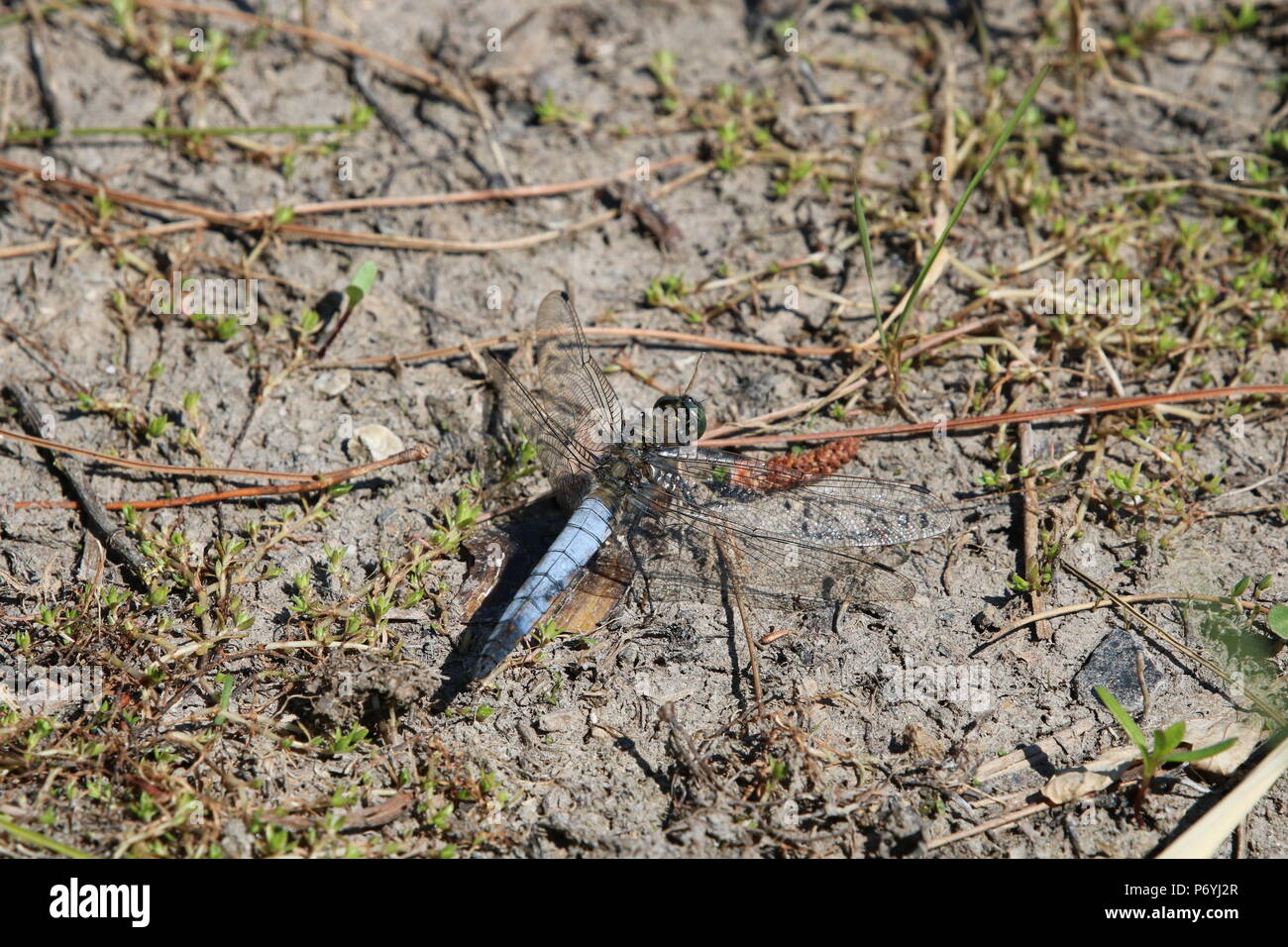 Libellule, (Anisoptera), nord-ouest de l'Angleterre, Royaume-Uni Banque D'Images