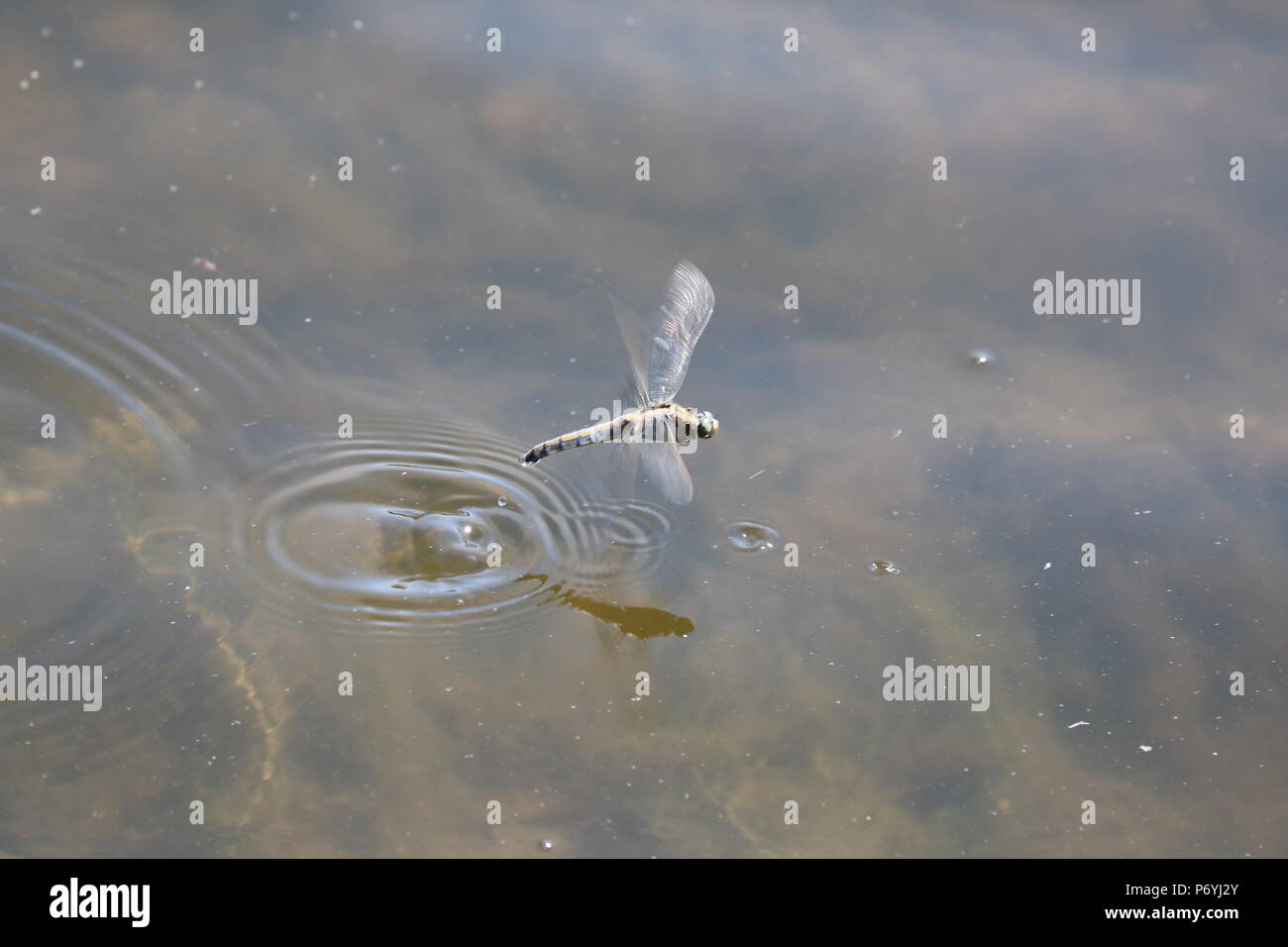 Libellule, (Anisoptera), nord-ouest de l'Angleterre, Royaume-Uni Banque D'Images