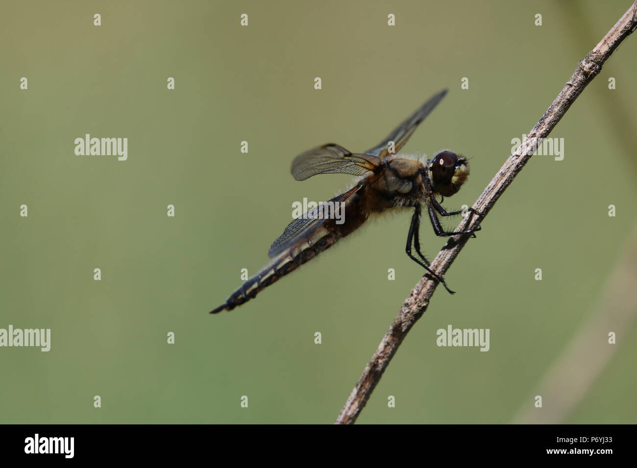 Libellule, (Anisoptera), nord-ouest de l'Angleterre, Royaume-Uni Banque D'Images