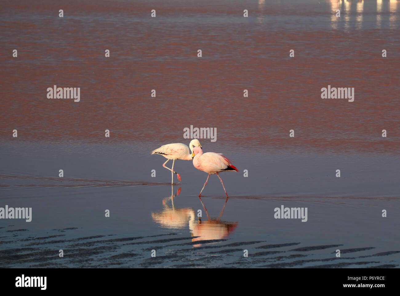 Paire de flamingo à La Laguna Colorada ou Red Lagoon, le lac salé dans Eduardo Avaroa Réserve nationale de faune andine Bolivie Banque D'Images