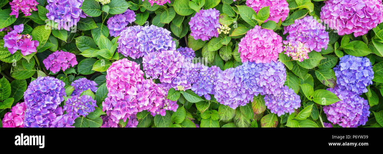 Hortensia rose et bleu parterre dans un jardin Banque D'Images