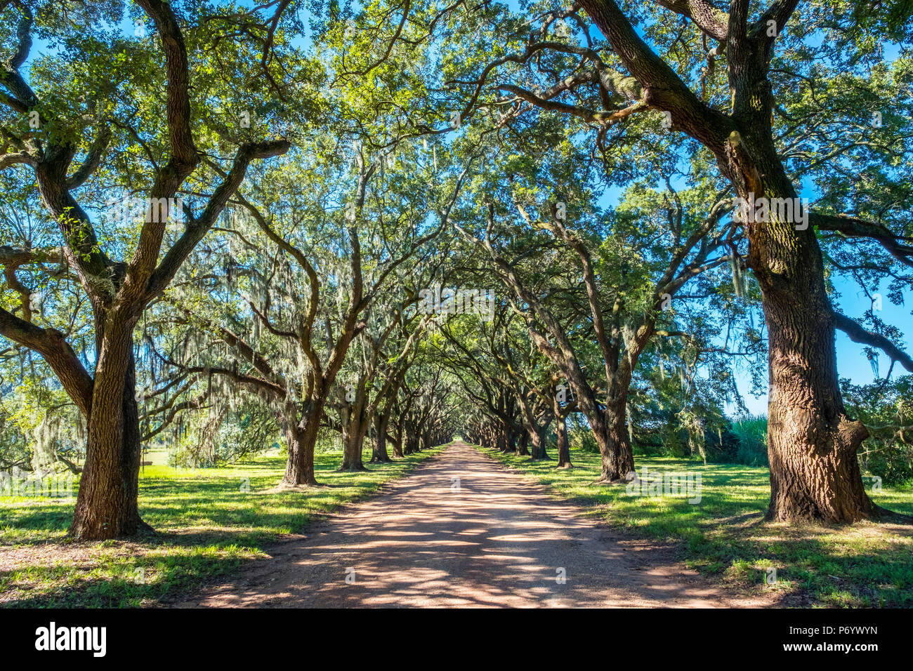 Etats-unis, Louisiane, Paroisse Saint-Jean-Baptiste. Route bordée de plantations de conifères le sud de live oak (Quercus virginiana) arbres. Banque D'Images