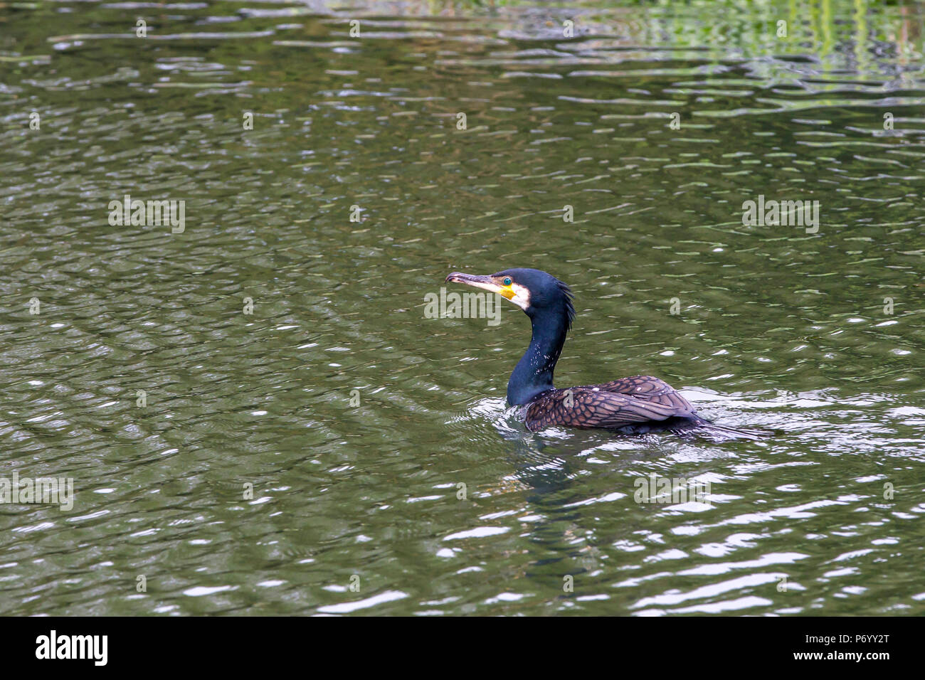 Cormorant. Phalacrocurax cabo (Phalacrocoracidés) dans la région de Abington Park Lake, Northampton, Royaume-Uni Banque D'Images