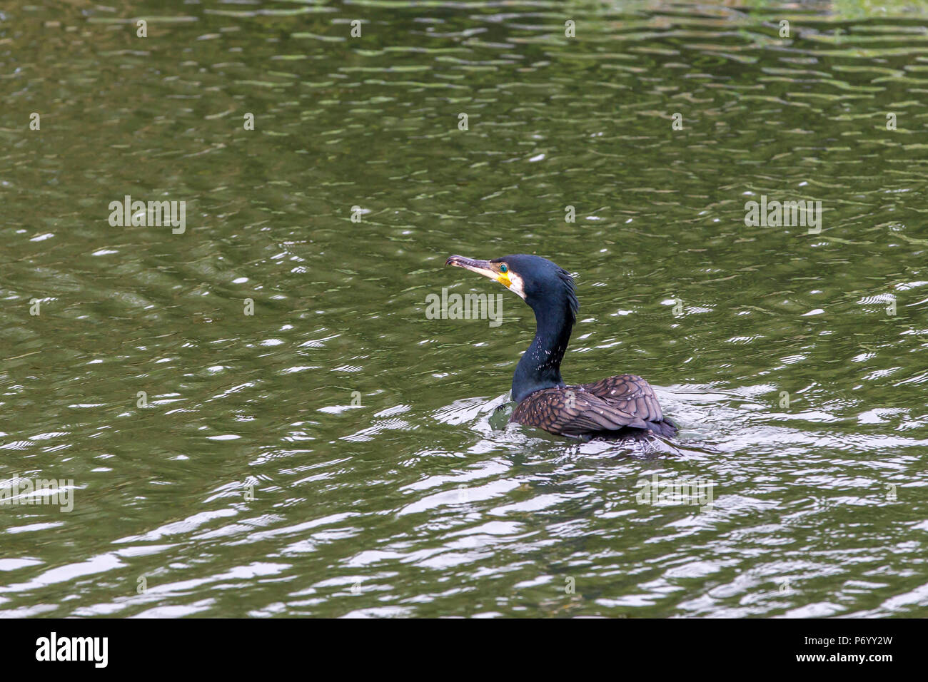 Cormorant. Phalacrocurax cabo (Phalacrocoracidés) dans la région de Abington Park Lake, Northampton, Royaume-Uni Banque D'Images