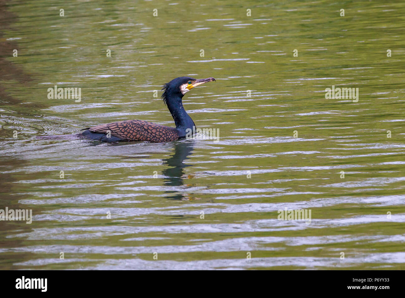 Cormorant. Phalacrocurax cabo (Phalacrocoracidés) dans la région de Abington Park Lake, Northampton, Royaume-Uni Banque D'Images