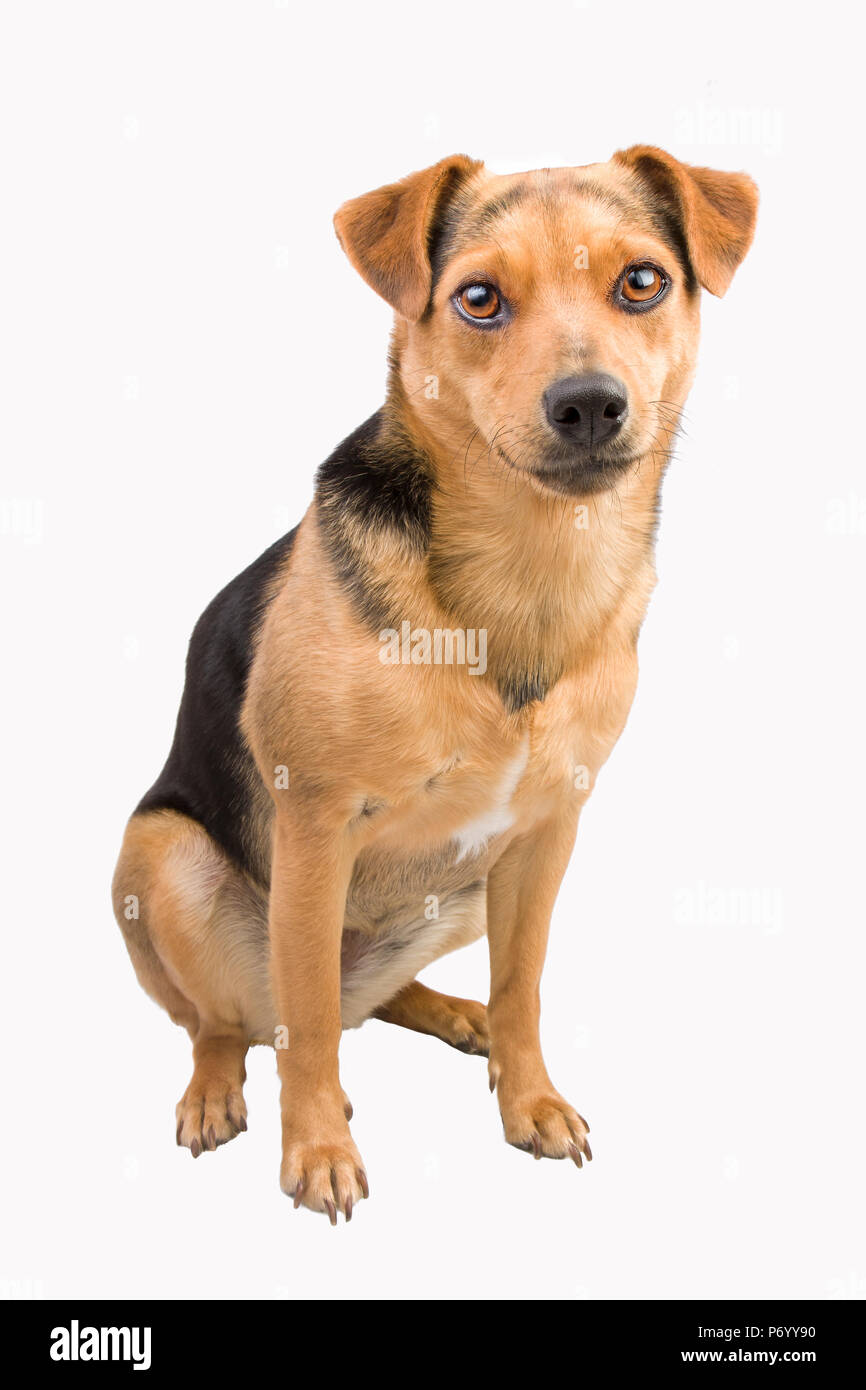 Peu mignon chien assis isolated on white Banque D'Images