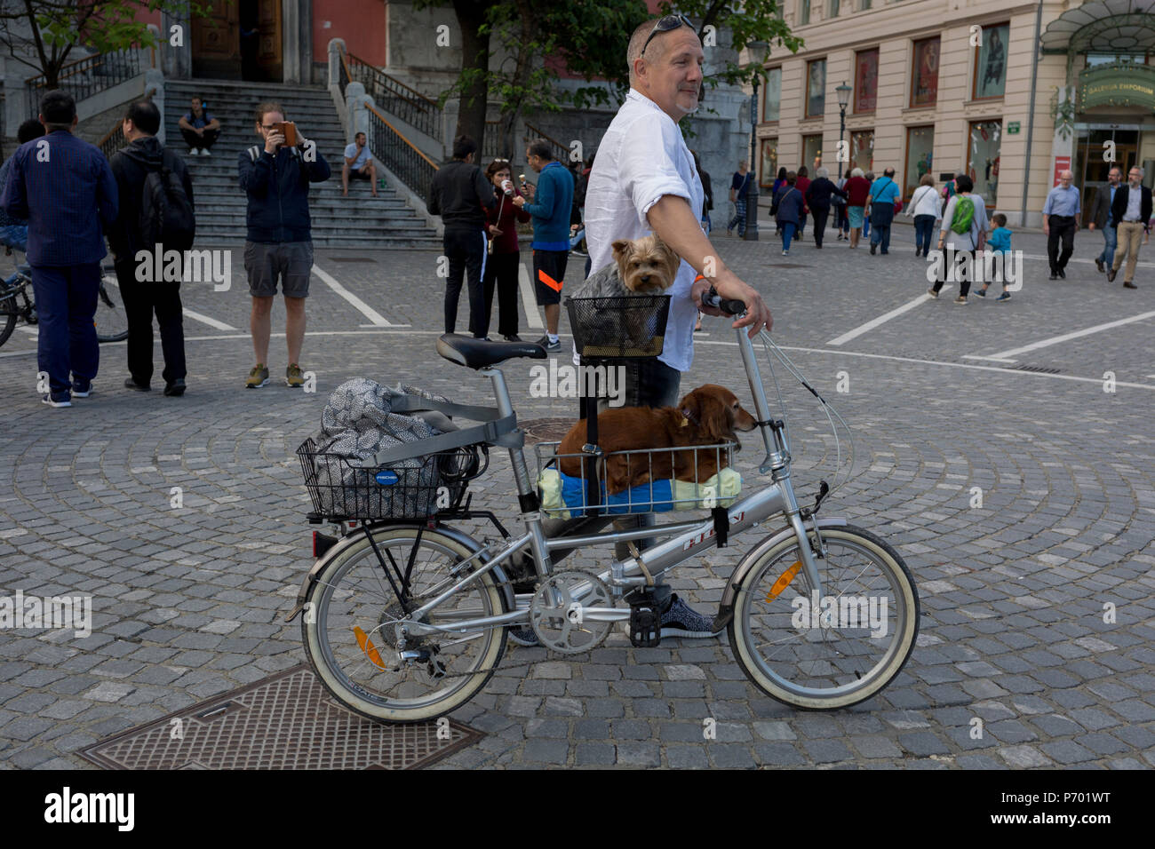 Les cyclistes passent par Presernov Square avec leurs chiens dans la capitale slovène, Ljubljana, le 25 juin 2018, à Ljubljana, Slovénie. Ljubljana est une petite ville avec un terrain plat et un bon vélo de l'infrastructure. Il a été présenté au huitième sur la liste "Copenhagenize index' le plus de vélo-friendly villes dans le monde. Banque D'Images