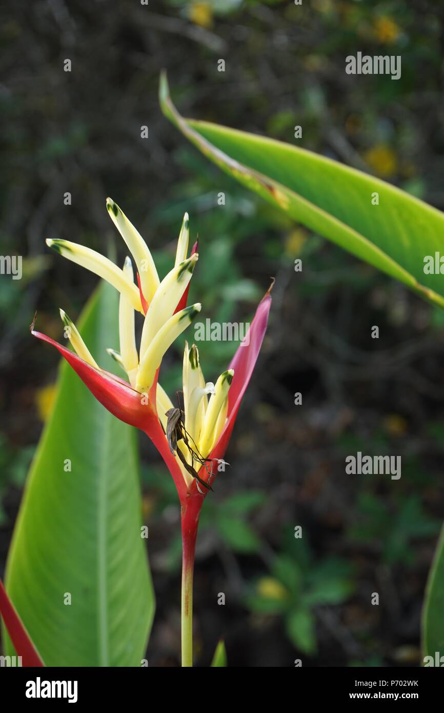 Fusion perruche rouge et jaune (fleur Heliconia psittacorum) Banque D'Images