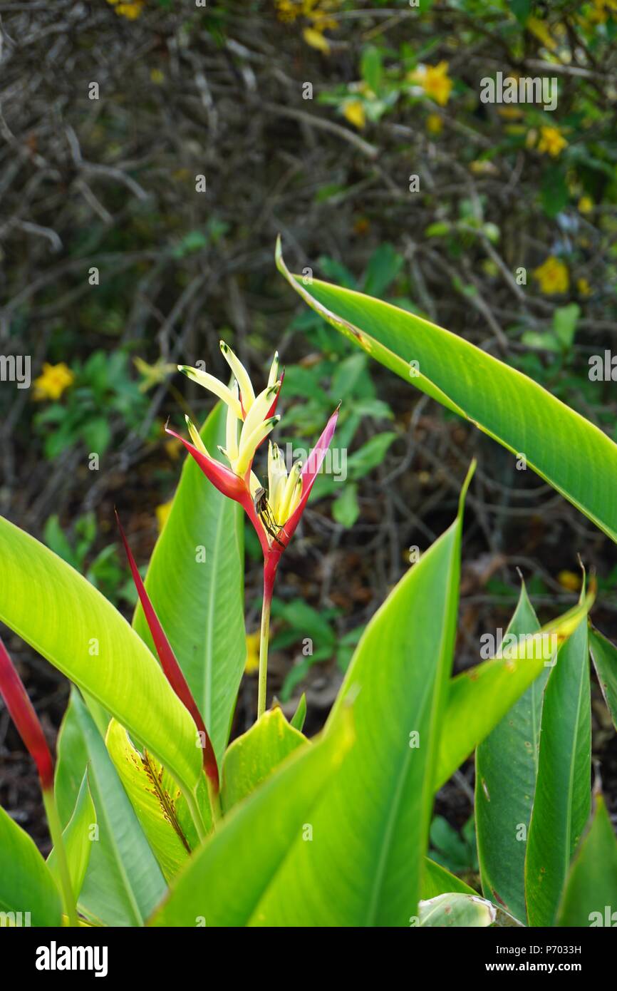 Fusion perruche rouge et jaune (fleur Heliconia psittacorum) Banque D'Images