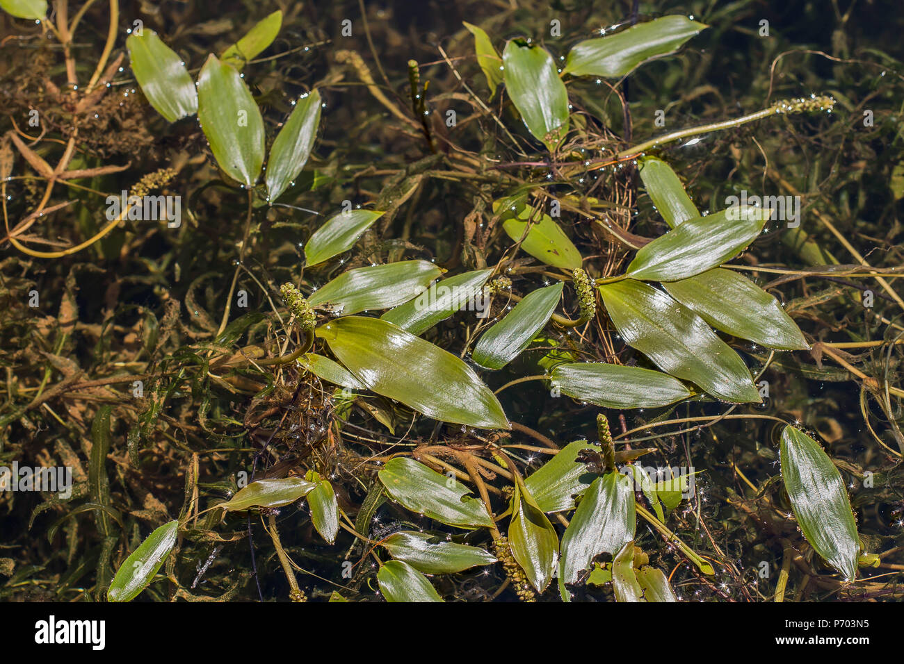 Potamot Feuilles Larges Banque De Photographies Et D images Haute 