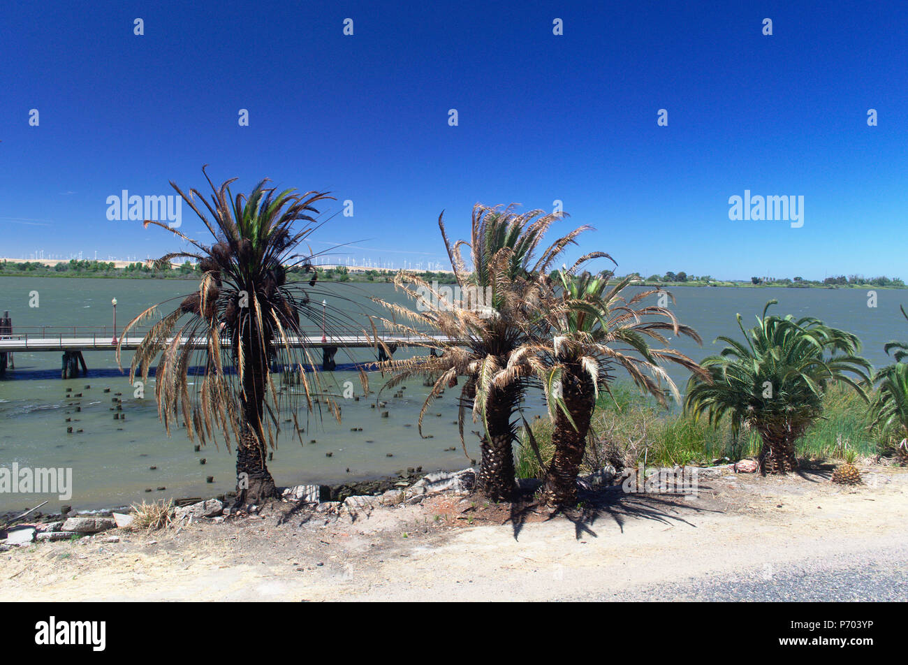 Dattiers mourir de la montée du niveau de la mer d'Antioche Banque D'Images