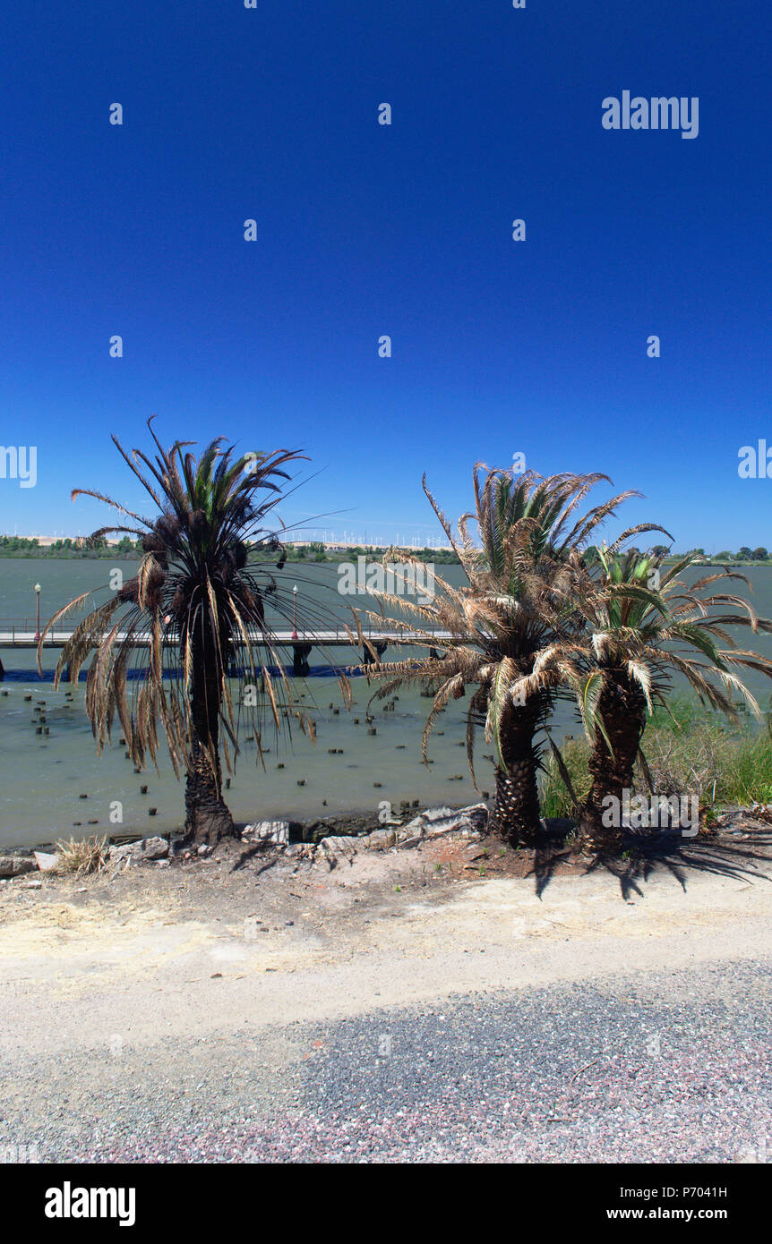 Dattiers mourir de la montée du niveau de la mer d'Antioche Banque D'Images