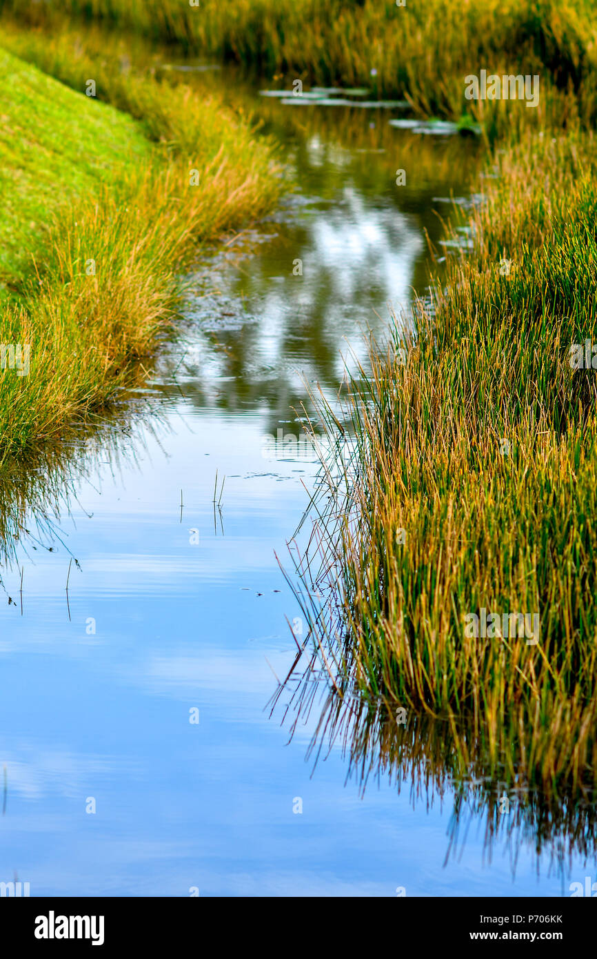 Des zones humides de la réserve naturelle de Singapour Banque D'Images
