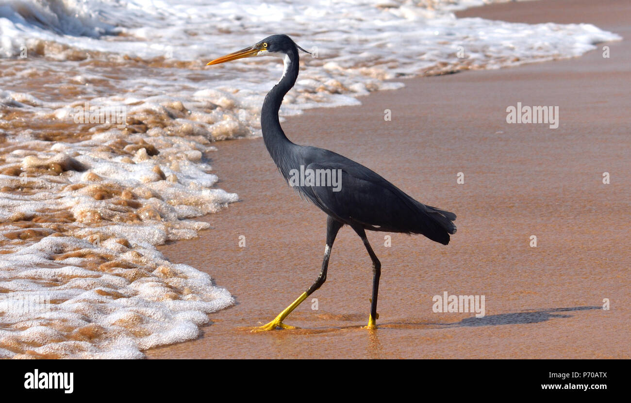 Egretta gularis Aigrette des récifs de l'Ouest connue sous le nom de Morph noire bénéficiant soir coucher de soleil sur plage Banque D'Images