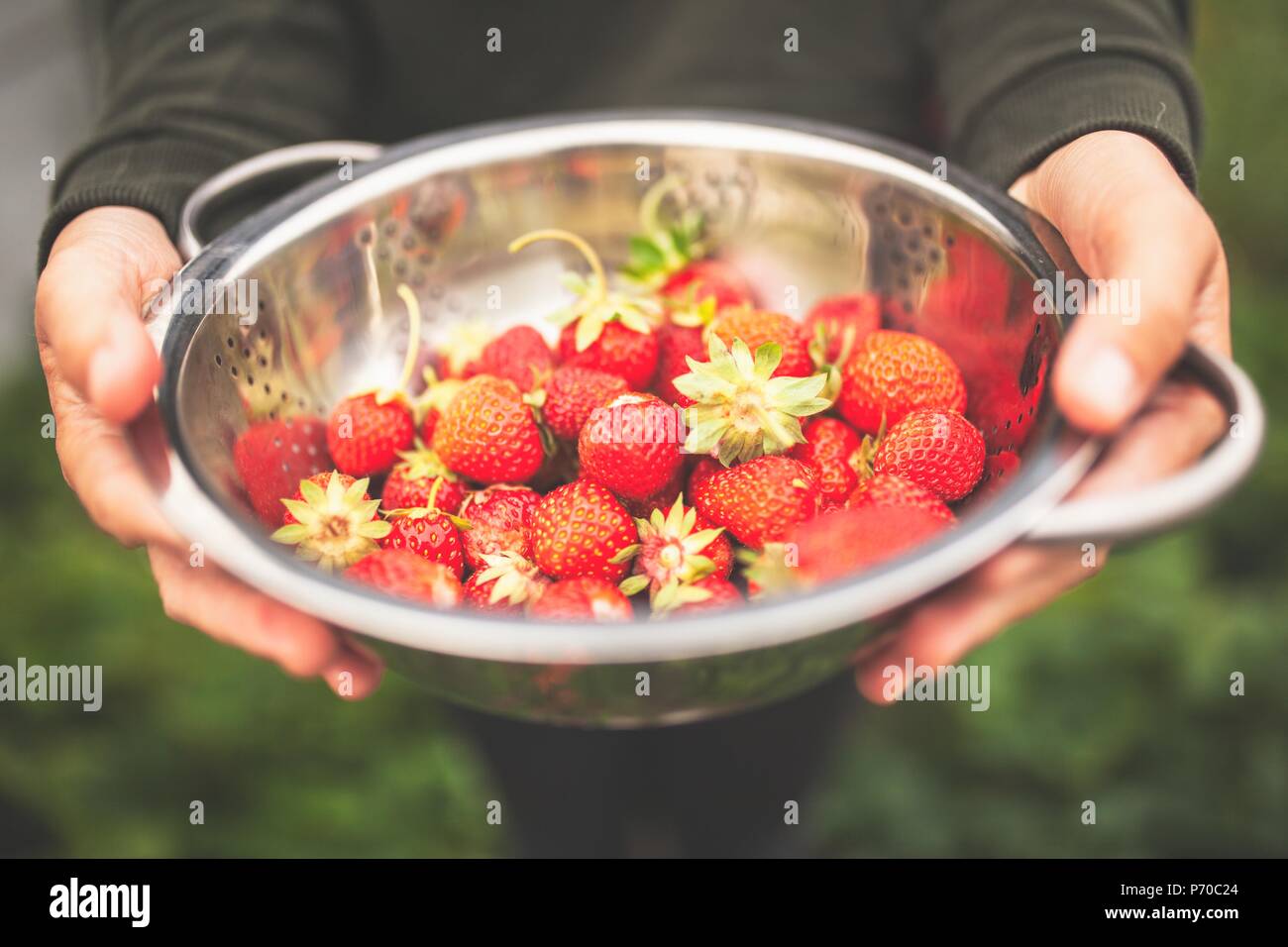 Les mains tenant les fraises fraîchement cueillies Banque D'Images