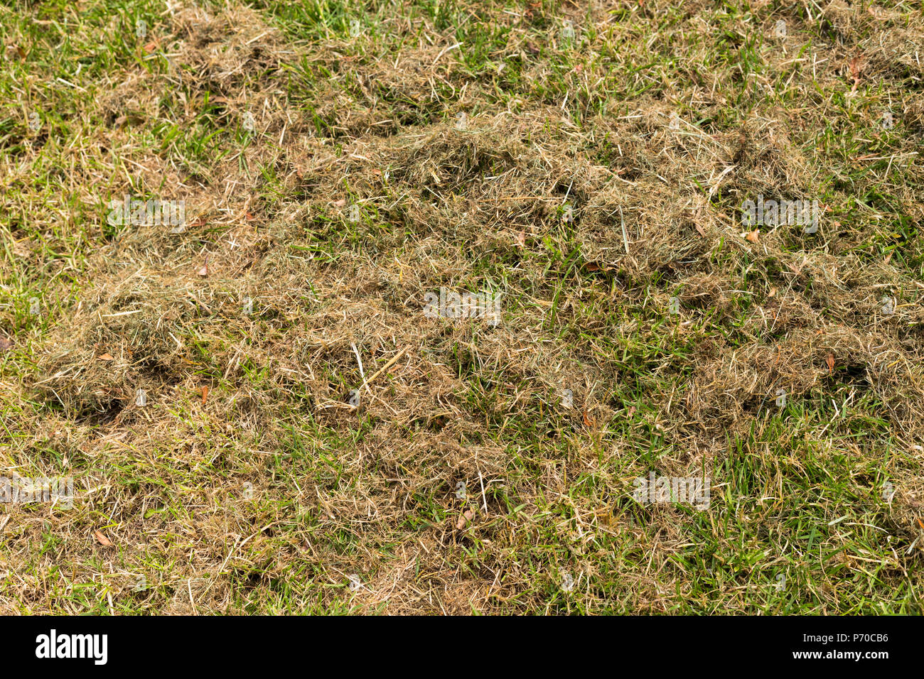 L'herbe tondue vert frais couverts par le foin sec libre Banque D'Images