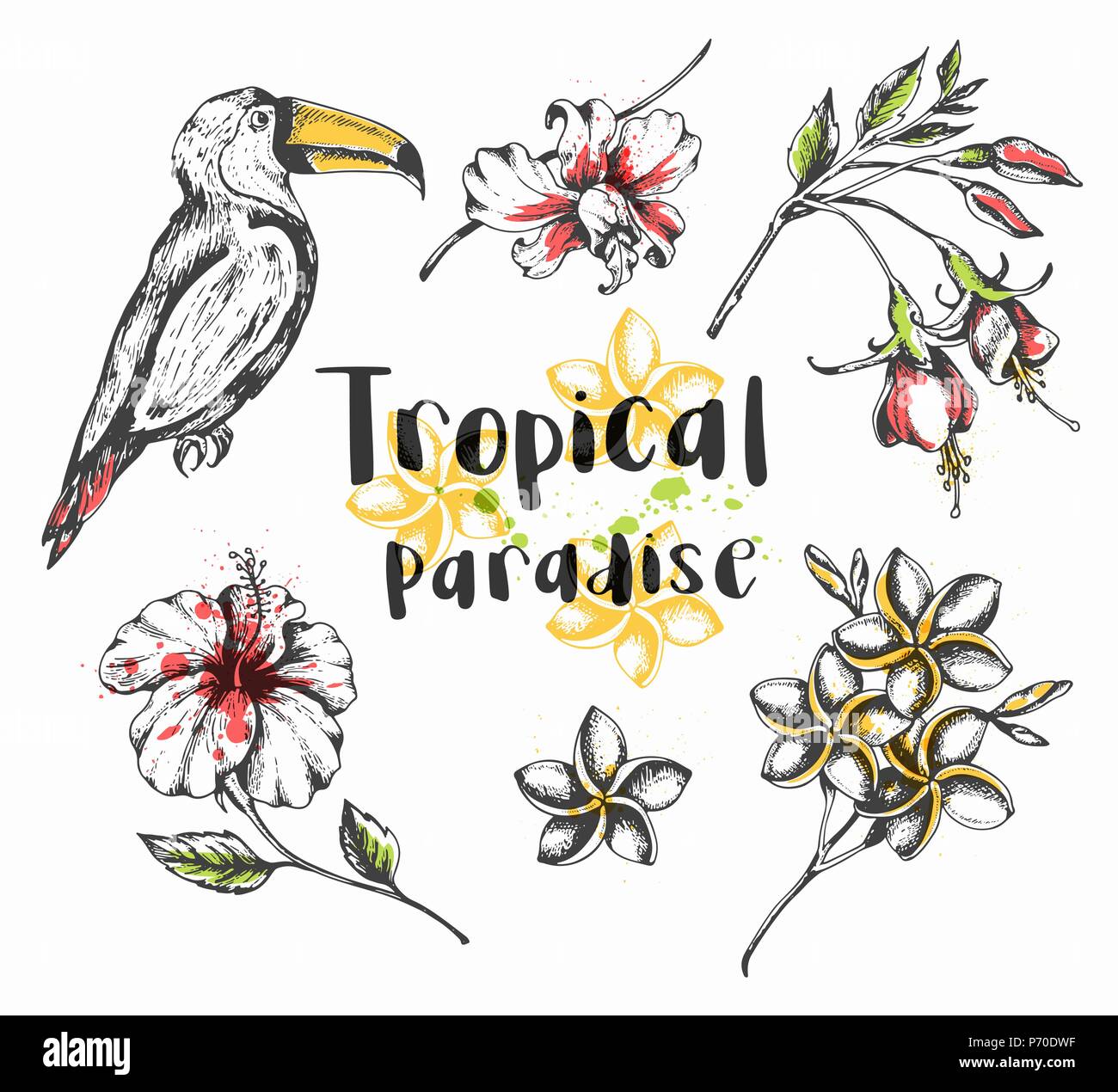 Ensemble d'été dessinés à la main, vecteur d'éléments de design tropical. Oiseaux et fleurs tropicales Toucan Illustration de Vecteur