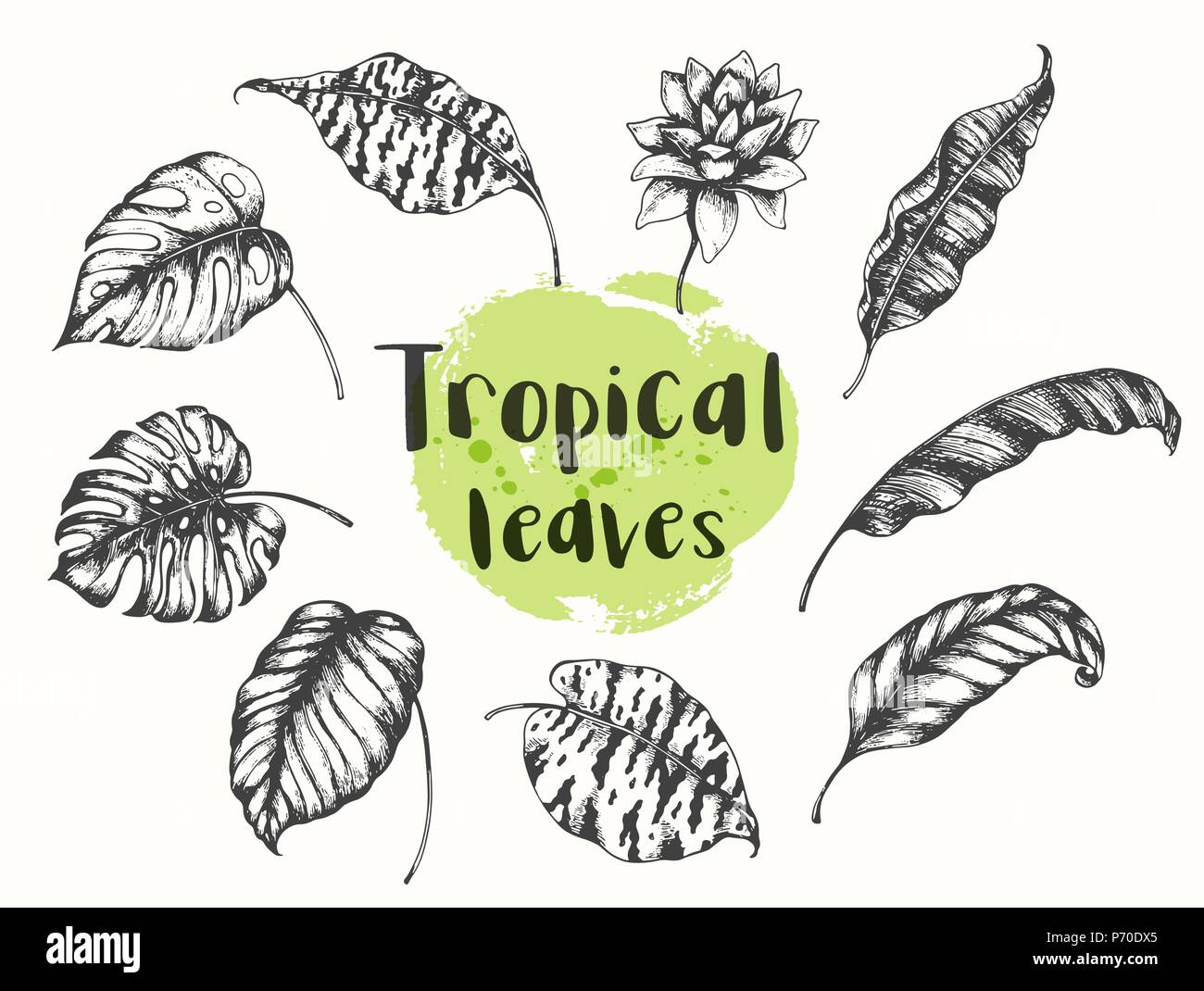 Jeu de vector hand drawn florales d'éléments de conception. Palm et des feuilles de bananier. Illustration de Vecteur