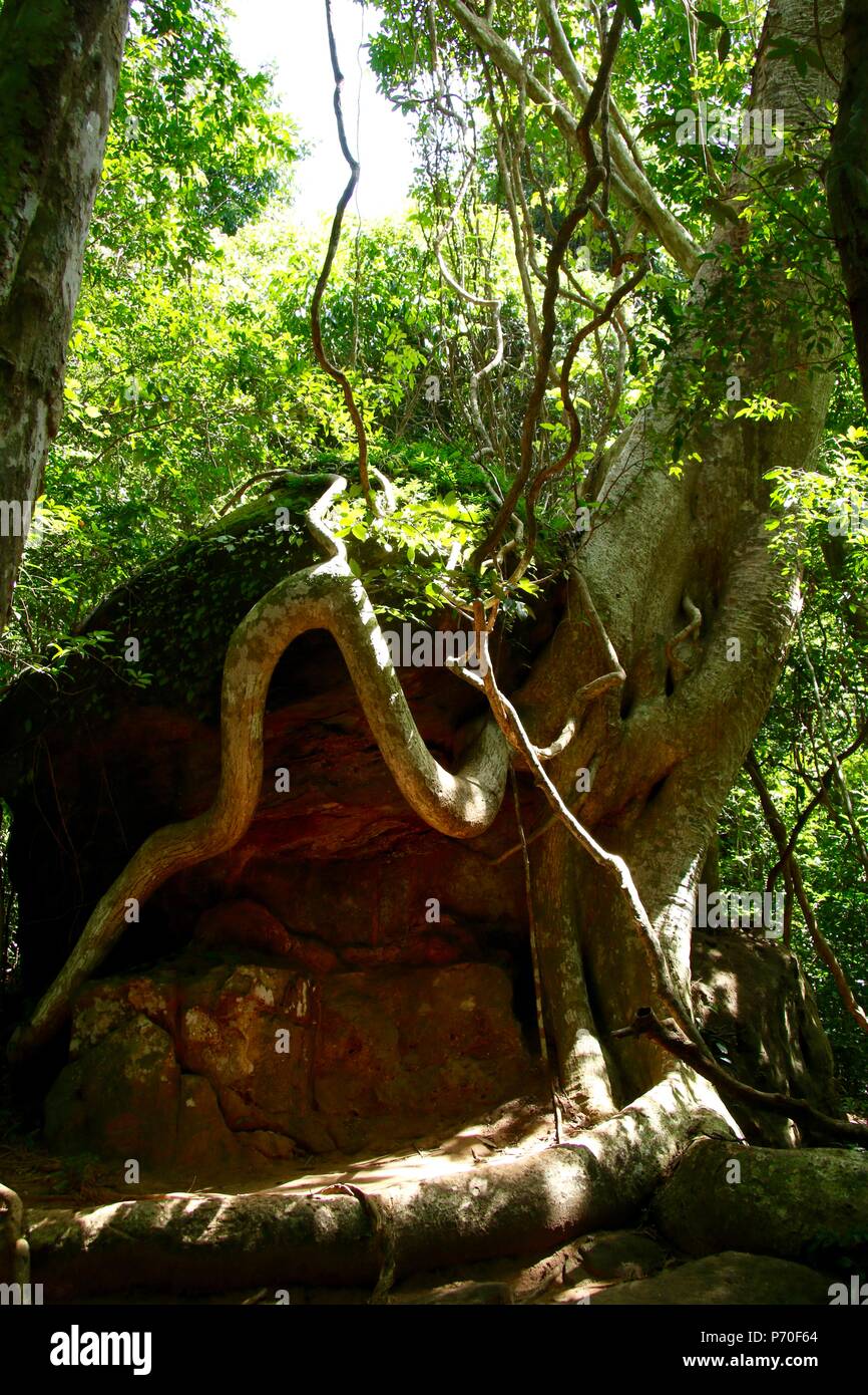 Arbre qui pousse sur un rocher dans les jungles du Cambodge Banque D'Images