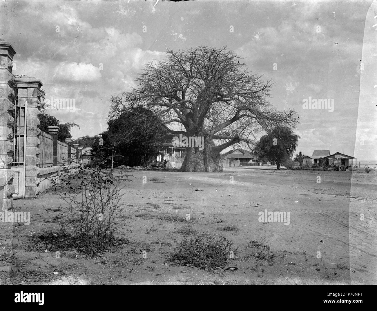 8 Den stora Baobaben residenset vid. - Datum. Majunga. Madagaskar - SMVK - 021835 Banque D'Images