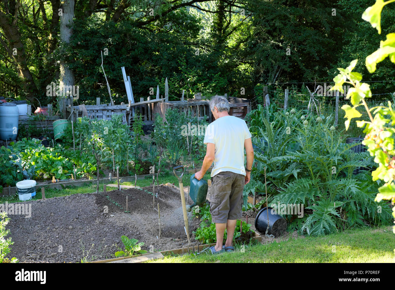 Homme âgé arrière arrosant les semis dans le jardin potager à lit surélevé dans sa parcelle de légumes en 2018 canicule d'été dans l'ouest du pays de Galles Royaume-Uni KATHY DEWITT Banque D'Images