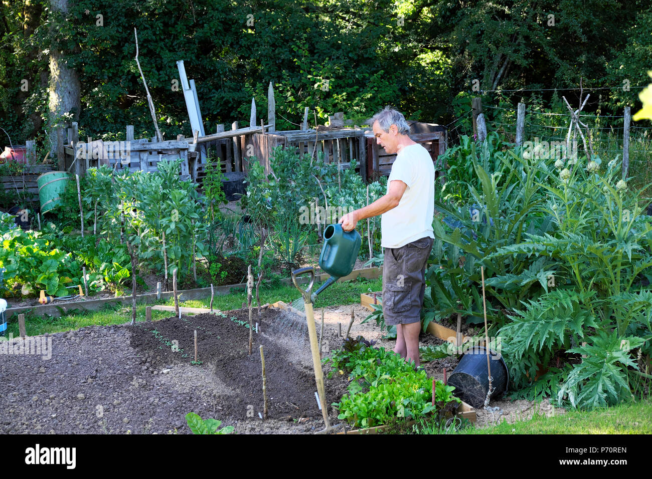 Homme utilisant l'arrosoir pour arroser les semis et les légumes poussant dans des lits surélevés dans le jardin 2018 canicule d'été au pays de Galles Royaume-Uni KATHY DEWITT Banque D'Images
