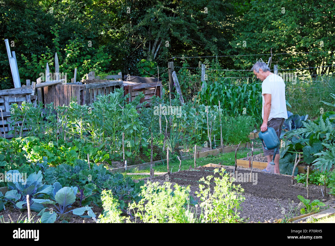 Un homme qui utilise l'arrosoir pour arroser les semis et les légumes qui poussent dans les lits élevés lors de la vague de chaleur estivale de 2018 dans le Carmarthenshire Pays de Galles Royaume-Uni KATHY DEWITT Banque D'Images