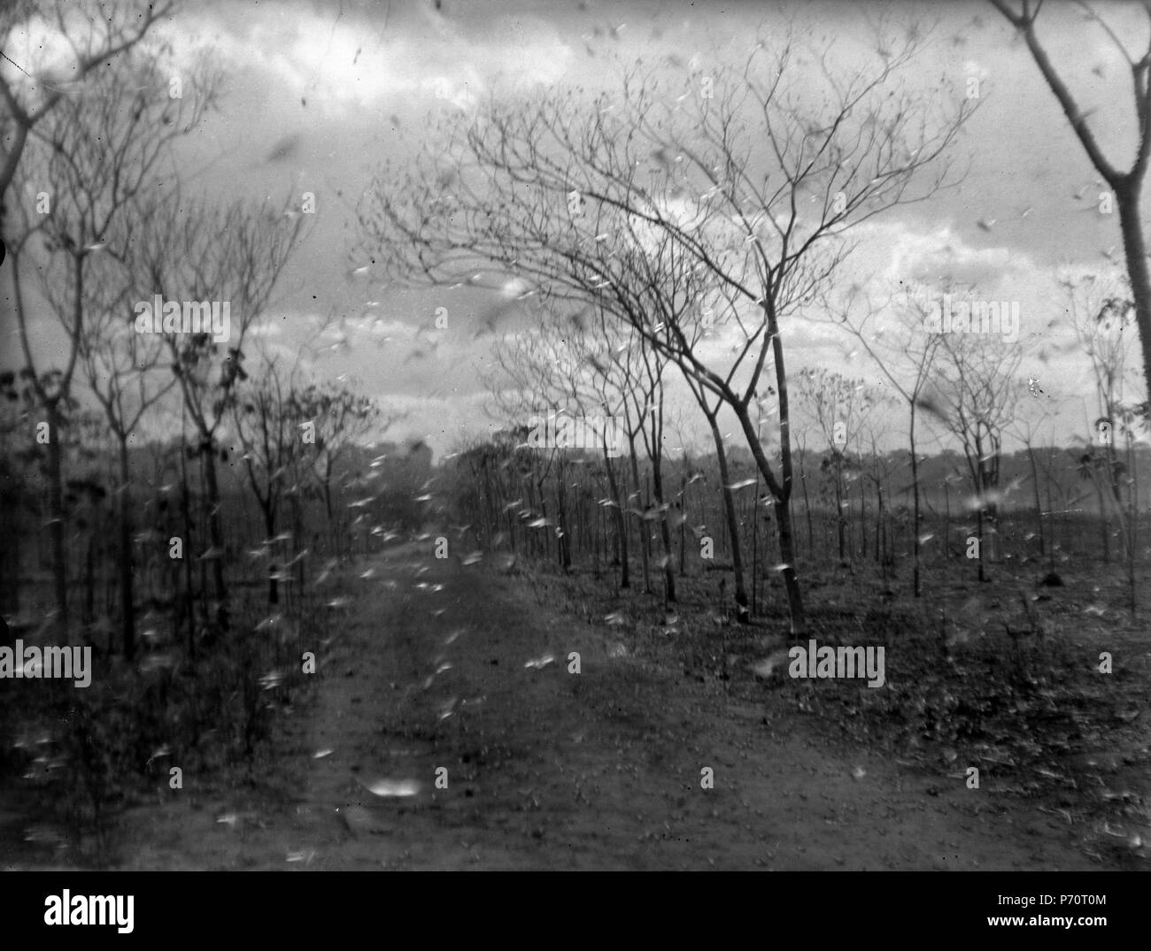 En gräshoppssvärm luften 9 j. S-te Marie de Marovoay. Madagaskar - SMVK - 021932 Banque D'Images