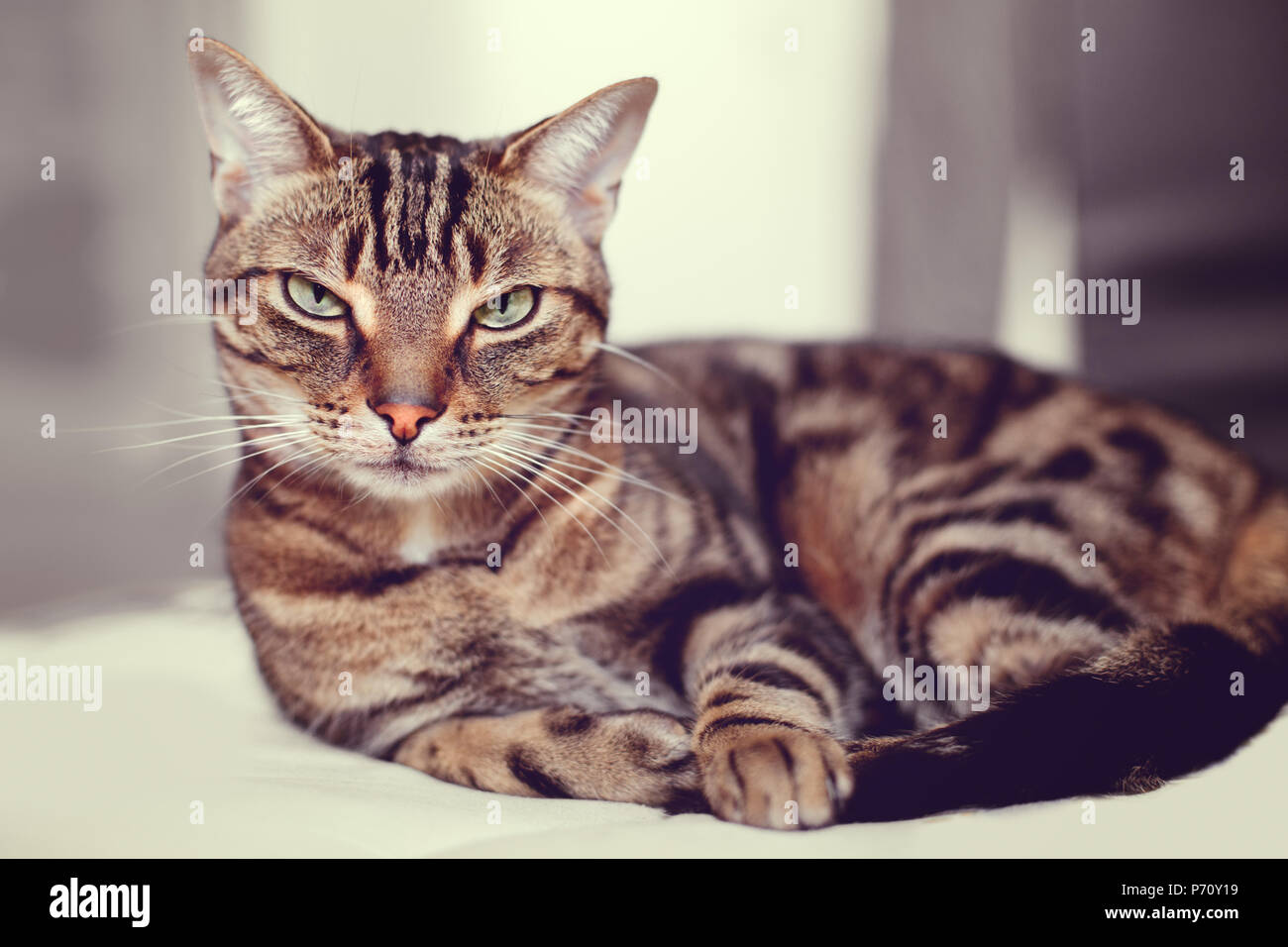 Closeup Portrait Of Cute Adorable Chat Tigre Avec Bandes Jaune Et Yeux Vert Couche Sur Un Canape Lit Animal Domestique A L Interieur A La Maison Tonique Avec Filtres Photo Stock Alamy