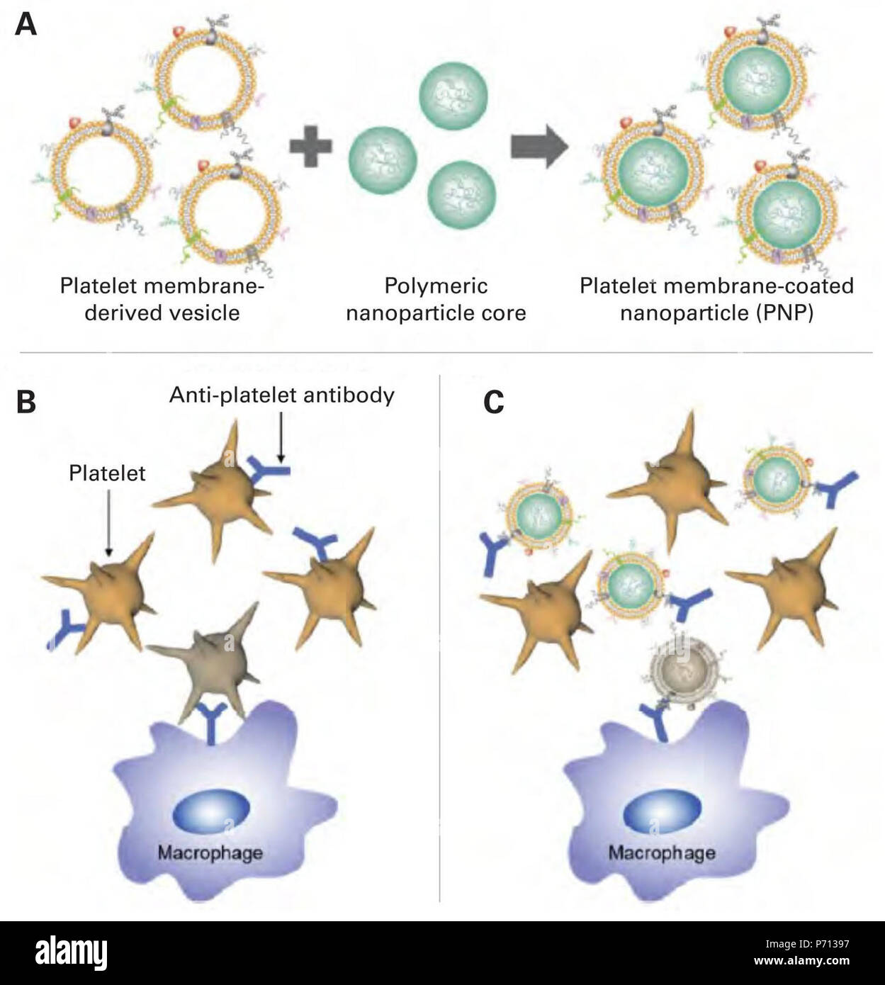 Schéma de la membrane des plaquettes, nanoparticules (PCP) pour le traitement de la thrombopénie immune purpura (ITP). (A) pour la fabrication de PCP, la membrane plasmique de plaquettes fraîches est dérivé puis recouvertes de poly-lactique (acide glycolique (co-polymère PLGA) cœurs de nanoparticules, le transfert de la surface du matériel antigénique de la cellules originales sur l'extérieur des nanoparticules. (B) sans traitement, ITP est caractérisée par la liaison de l'autoanticorps pathologique pour les plaquettes, entraînant leur élimination par le système réticulo-endothélial. (C) Lorsque PCP sont administrés, th Banque D'Images