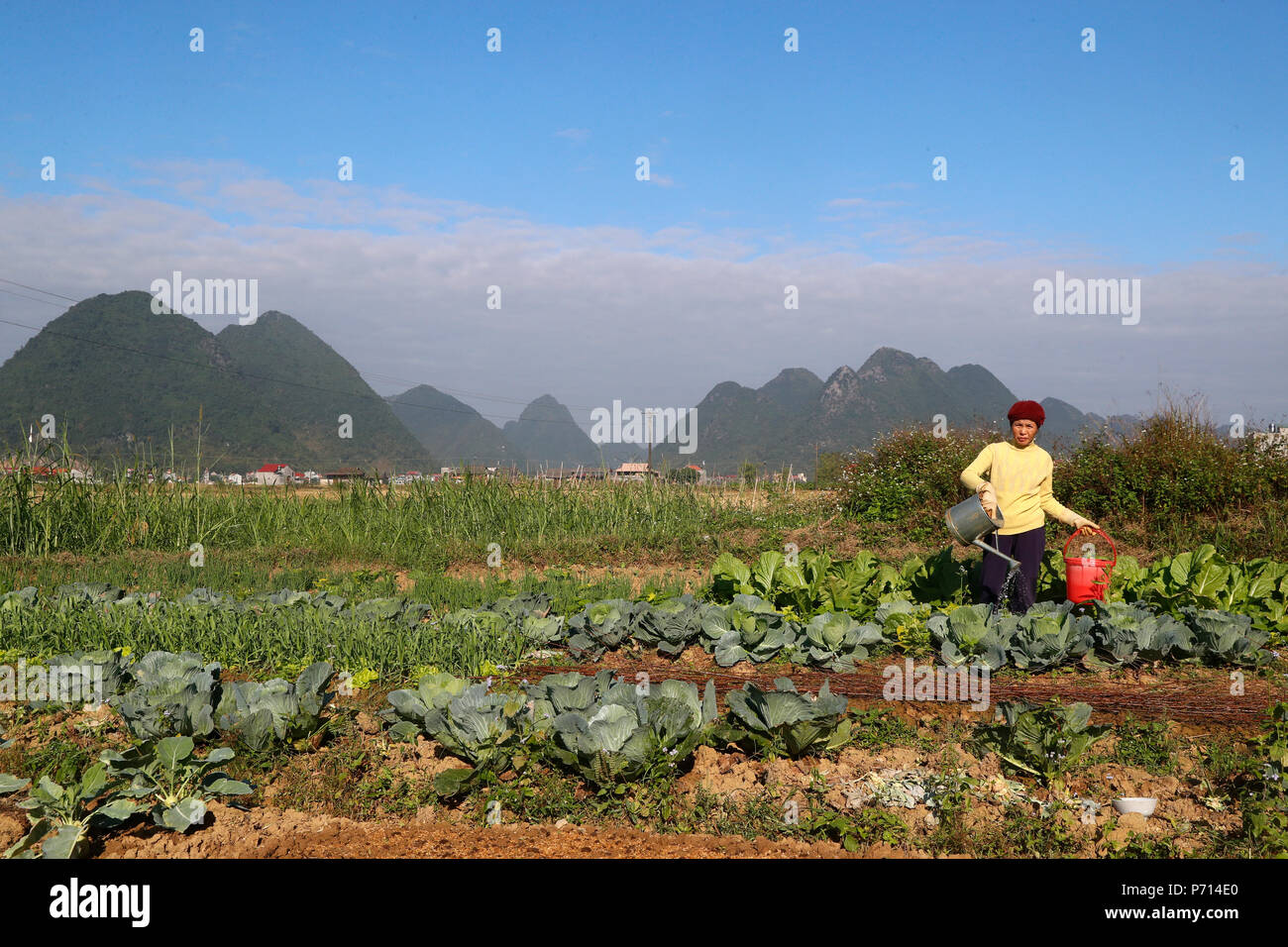 Farmer watering vegetable dans le domaine, Bac Son, Vietnam, Indochine, Asie du Sud-Est, l'Asie Banque D'Images