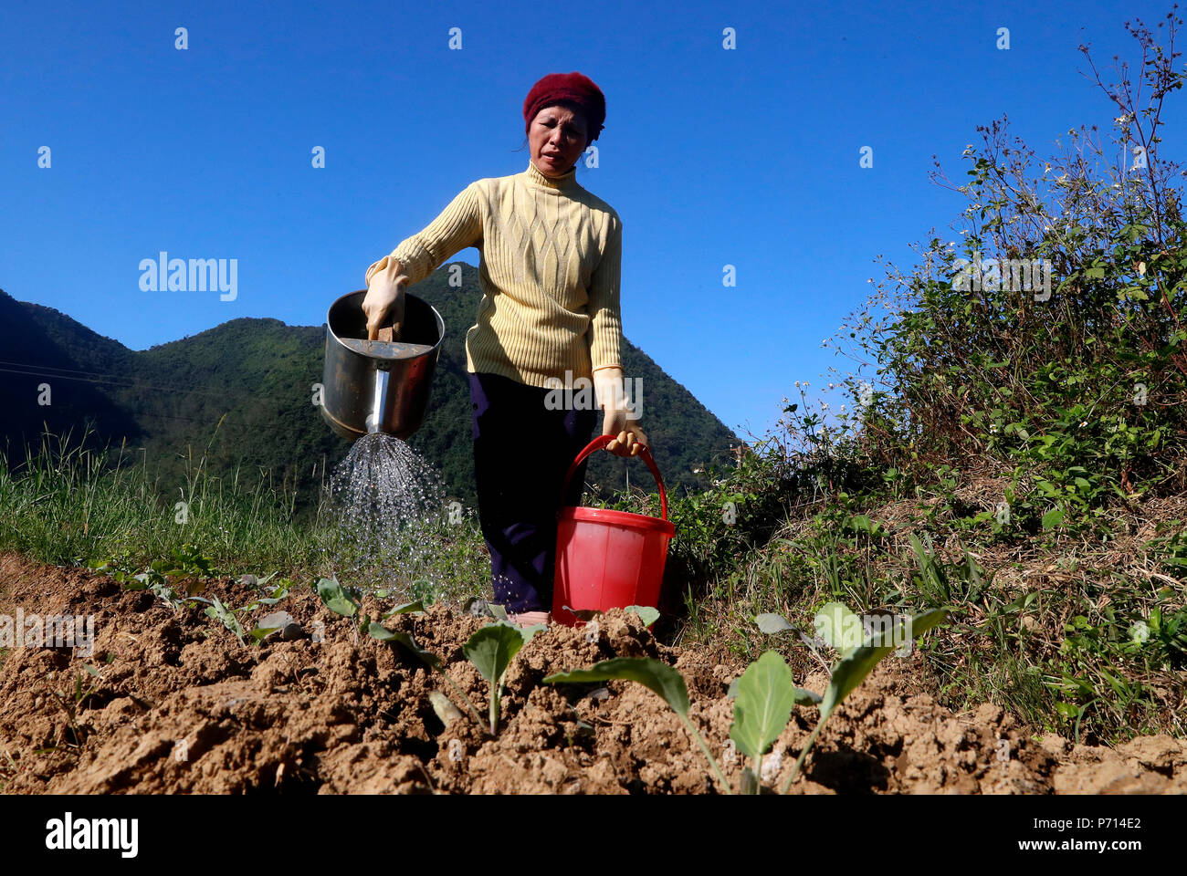Farmer watering vegetable dans le domaine, Bac Son, Vietnam, Indochine, Asie du Sud-Est, l'Asie Banque D'Images