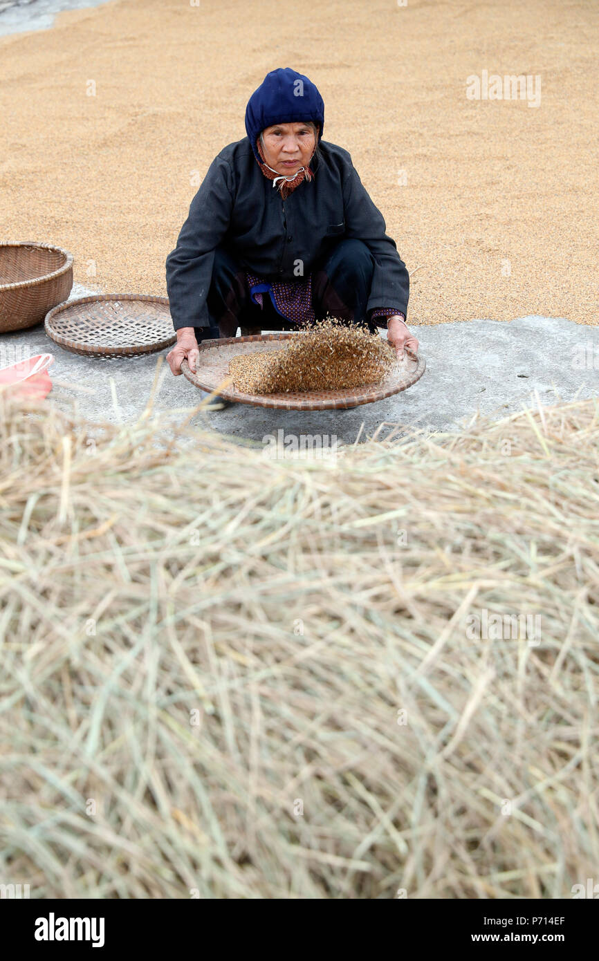 Femme vanner le riz, Lang Son, Vietnam, Indochine, Asie du Sud-Est, l'Asie Banque D'Images