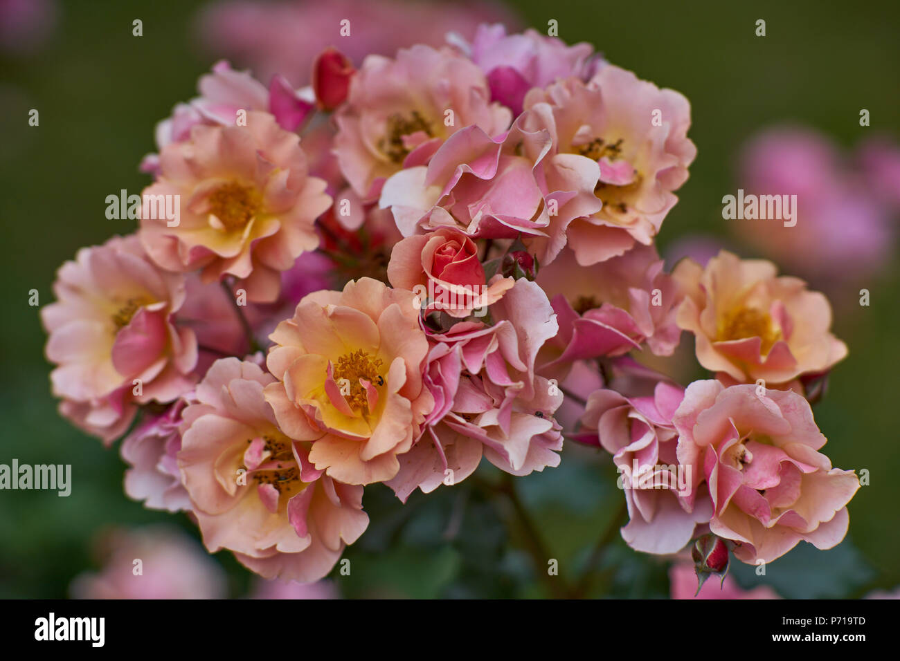 Beaucoup de jardins, fleurs roses multicolores en abondance, roses roses colorées colorées multicolor galore Banque D'Images