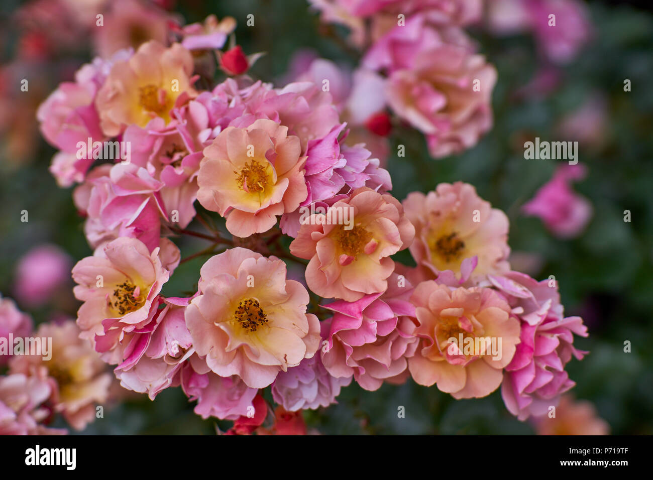 Beaucoup de jardins, fleurs roses multicolores en abondance, roses roses colorées colorées multicolor galore Banque D'Images