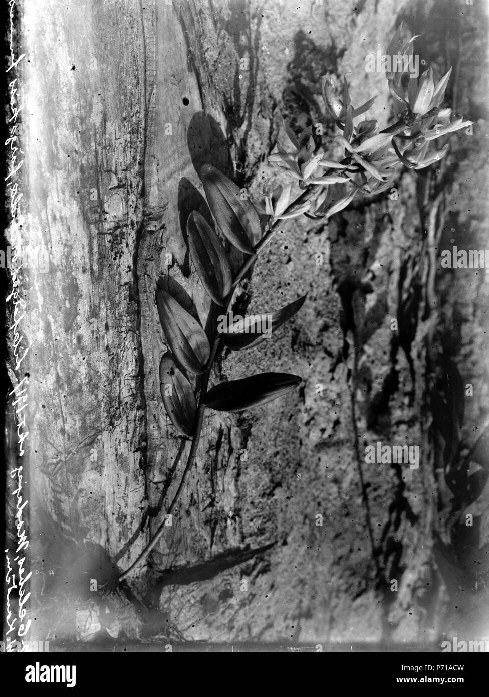 38 Lilafärgad orkide. (Färgskiss finnes.). Modajag. Indonesien - SMVK - 022132 Banque D'Images